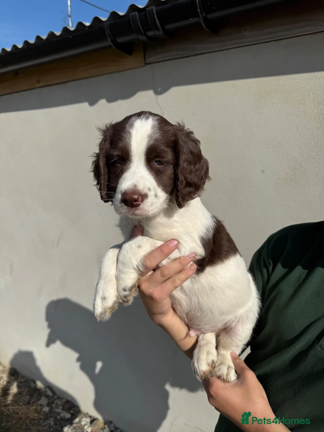 English Springer Spaniel dogs for sale: Springer Spaniel Puppy in Okehampton - Advert 1
