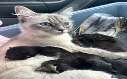 Ragdoll cats for sale: 🐾 Ragdoll Kittens Ready End of November 🐾 - Image 2