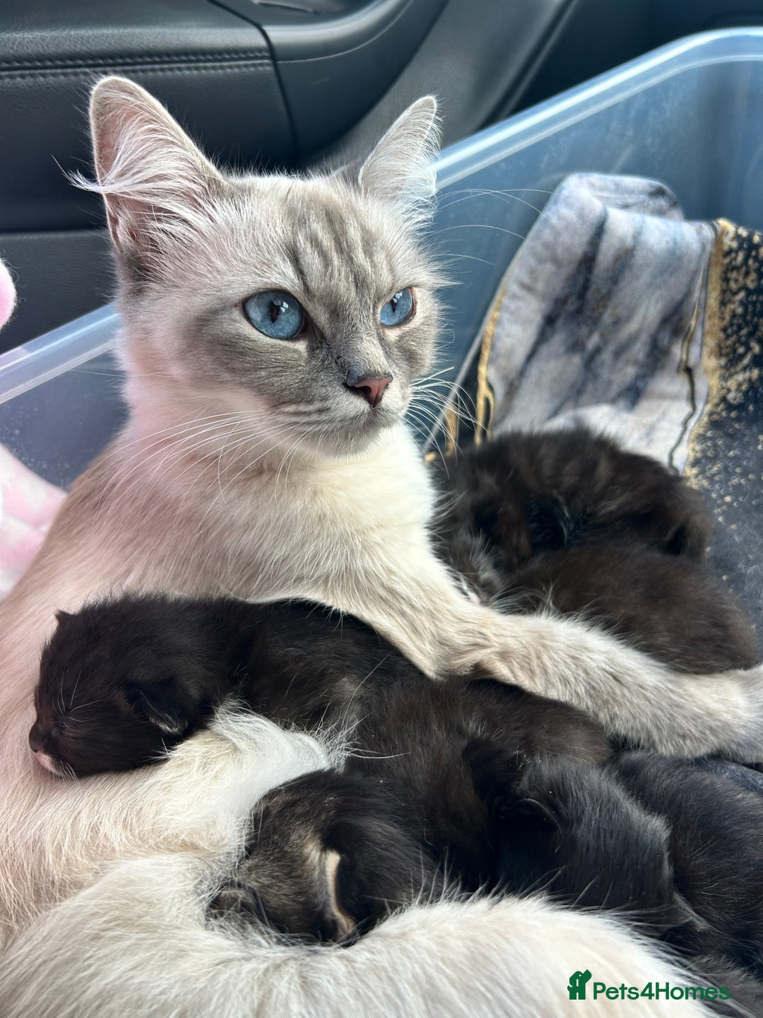 Ragdoll cats for sale: 🐾 Ragdoll Kittens Ready End of November 🐾 - Image 2