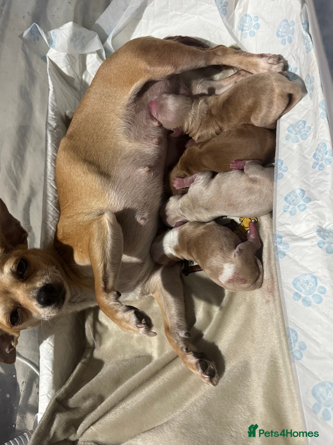 Chipoo dogs for sale: Stunning chipoo puppies  - Image 1
