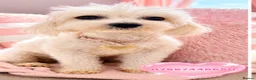 Maltese dogs for sale: Maltese female fully health tested  in Wisbech - Advert 2