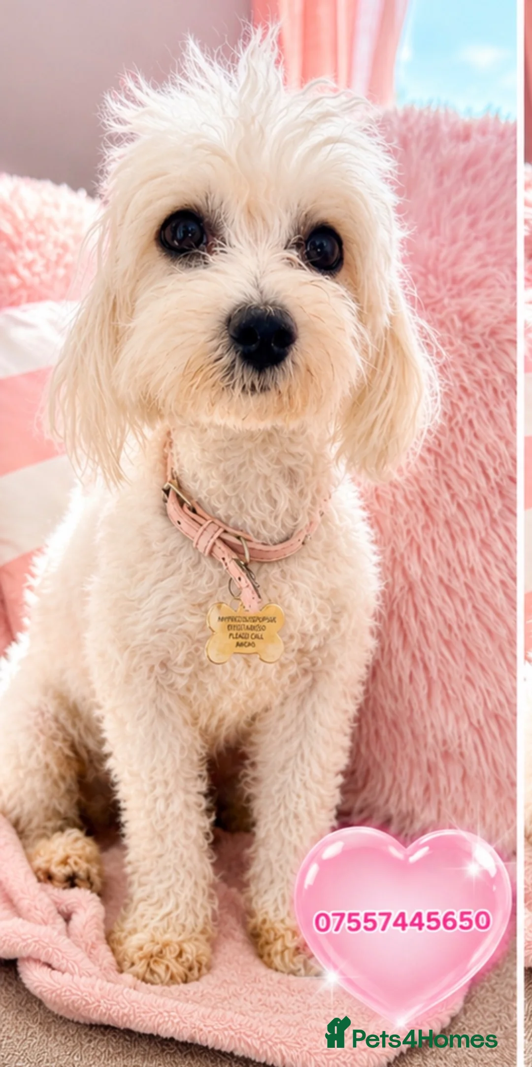 Maltese dogs for sale: Maltese female fully health tested  in Wisbech - Advert 2