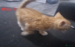 Mixed Breed cats for sale: Beautiful kittens for sale - Image 2
