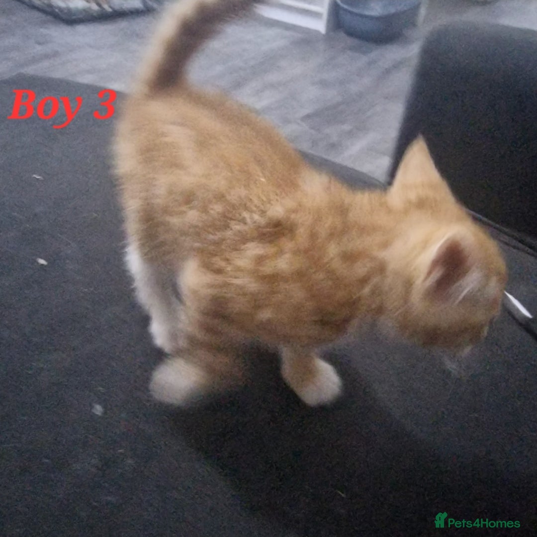 Mixed Breed cats for sale: Beautiful kittens for sale - Image 2