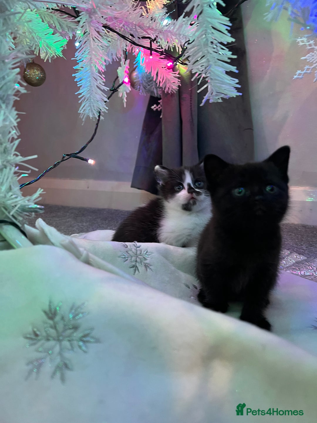 British Shorthair cats for sale: Beautiful British Shorthair Kittens  - Advert 9