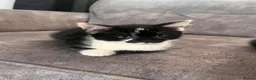 Mixed Breed cats for sale: 4 kittens for sale - Advert 11