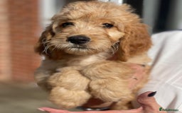 Irish Doodle dogs for sale: Beautiful Irishdoodles - Image 2