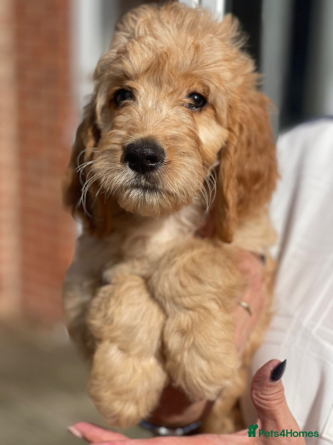 Irish Doodle dogs for sale: Beautiful Irishdoodles - Image 2