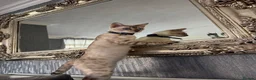 Bengal cats for sale: ⭐️ Ready now- STUNNING TICA REG ⭐️FEMALE BENGAL⭐️ - Advert 30