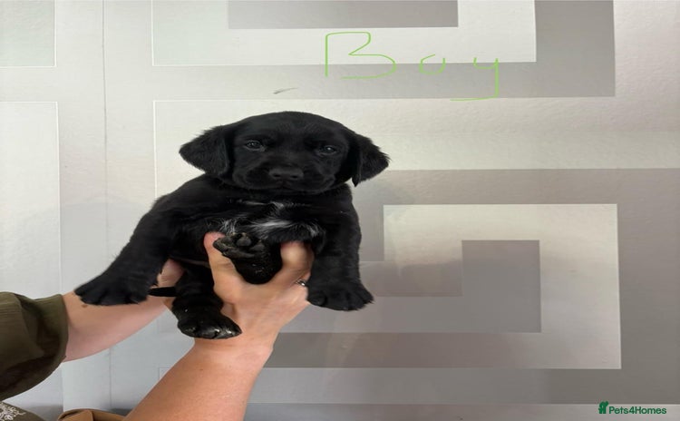 Cockerdor dogs - Advert 1