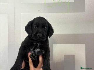 Cockerdor dogs - Advert 35