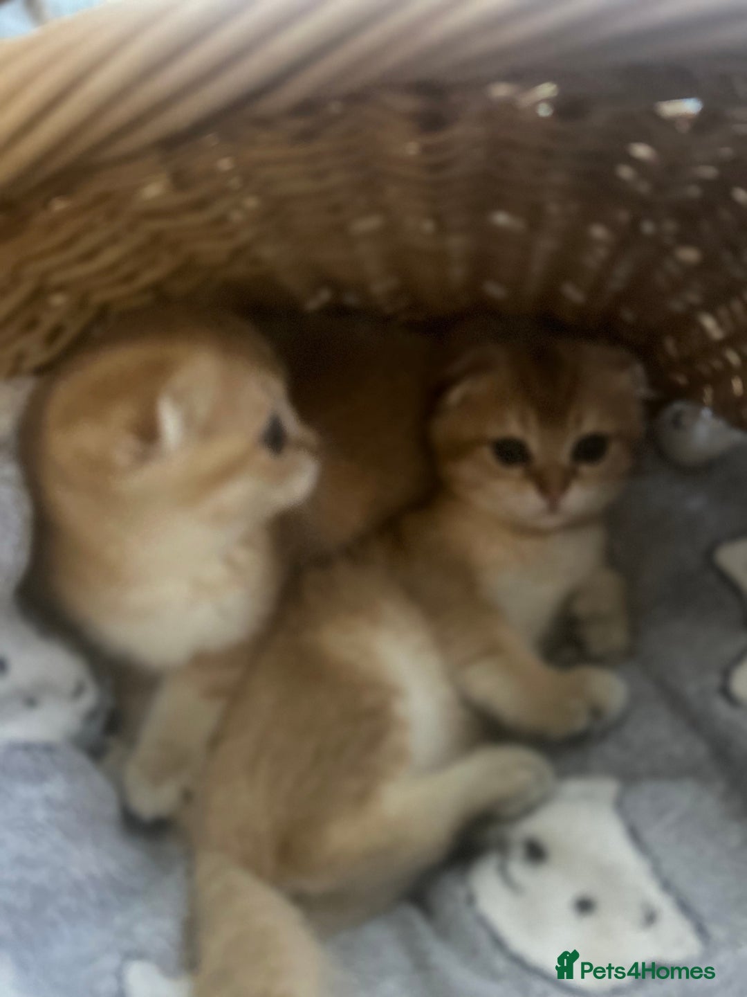 Scottish Fold cats for sale: Gold Chinchilla Scottish fold baby’s  - Image 12
