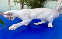 Savannah cats for sale: Superb polydactyl curled eared snow leopard  - Image 15