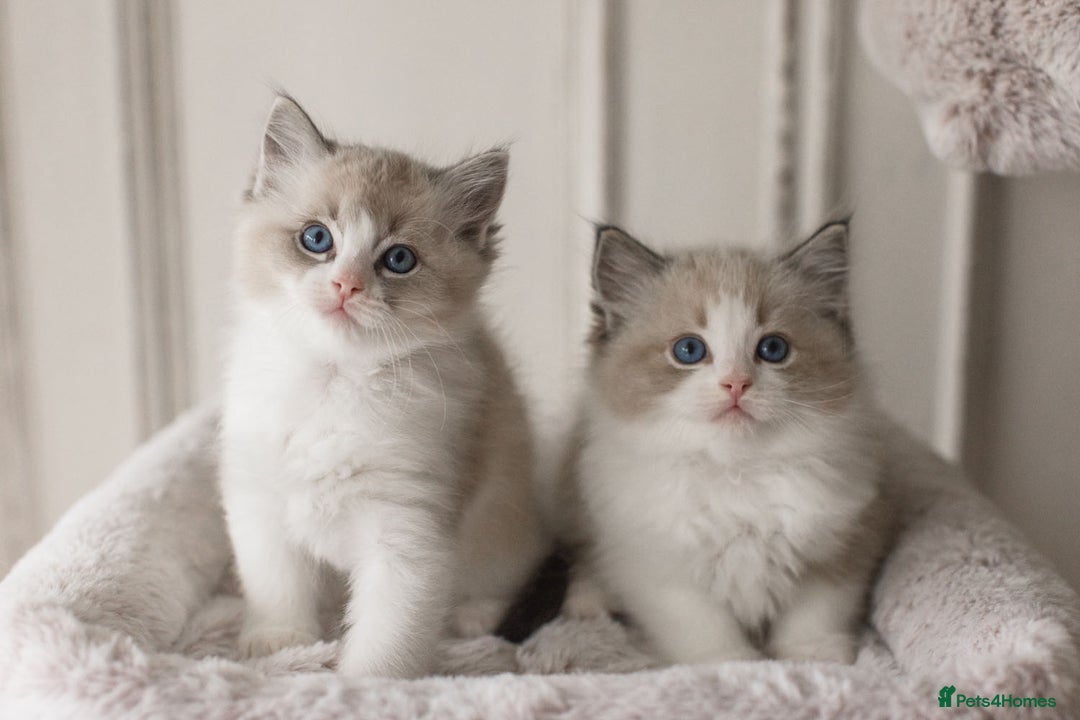 Ragdoll cats for sale: Bicolour and Lynx Ragdoll kittens - Advert 4