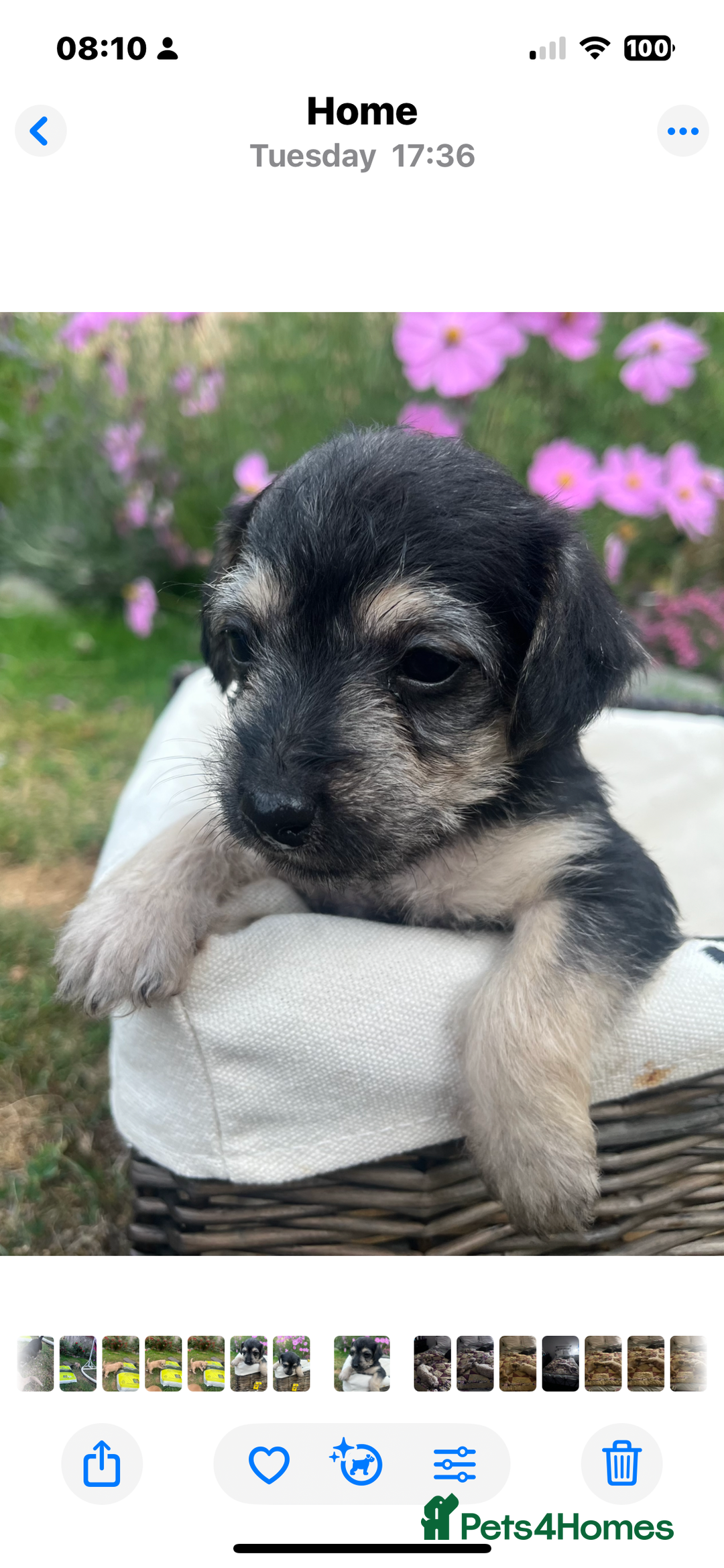 Jackapoo dogs for sale: Three jackapoo puppies - Image 4