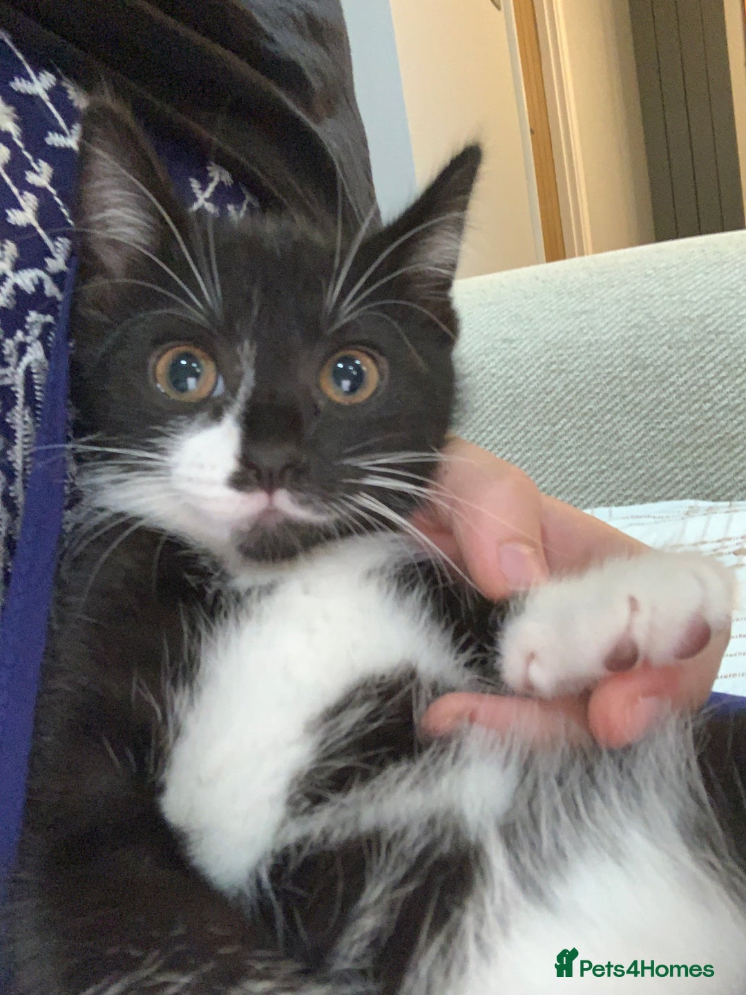 Mixed Breed cats for sale: Fluffy,bengal mixed,energetic kittens - Image 20