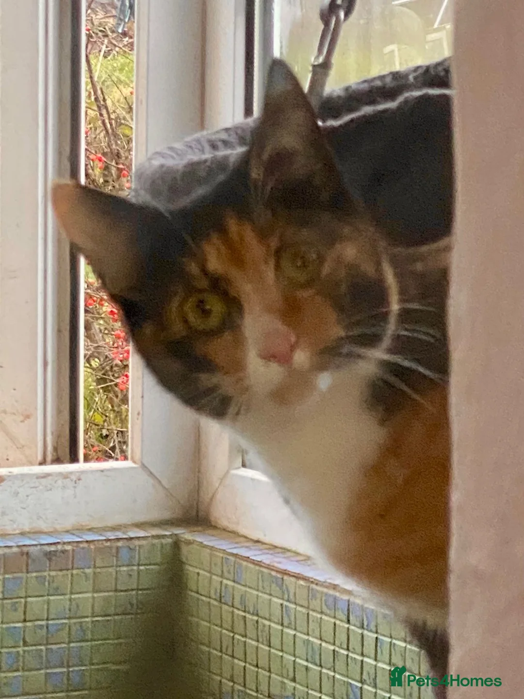 Mixed Breed cats for sale: Calico female 10 month old, semi-feral.  - Advert 2