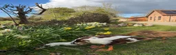 Chickens poultry for sale: 🐣 SILKIE FERTILISED HATCHING EGGS 🐣 - Advert 6