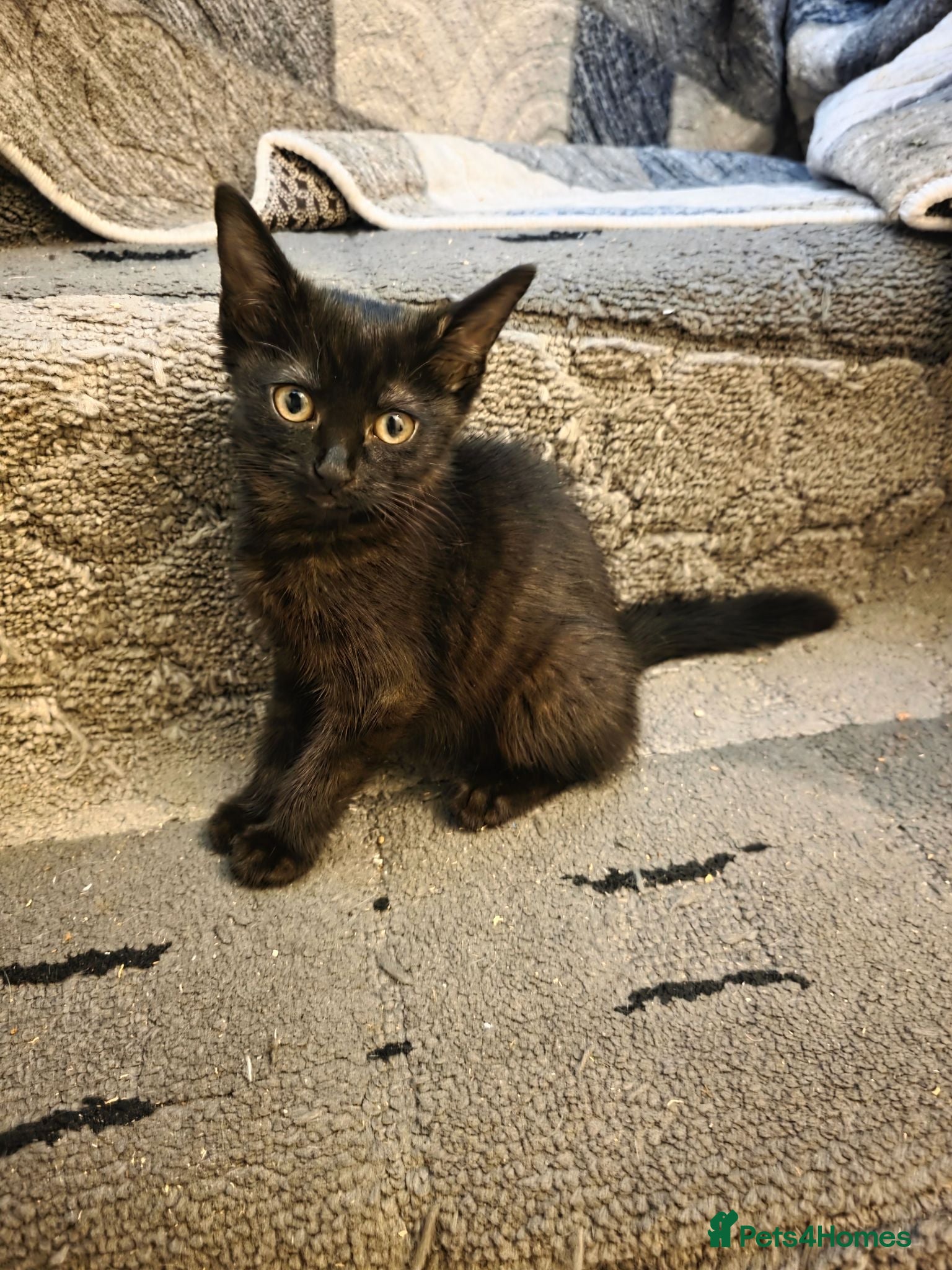Mixed Breed cats Kittens looking for happy families  - Advert 1