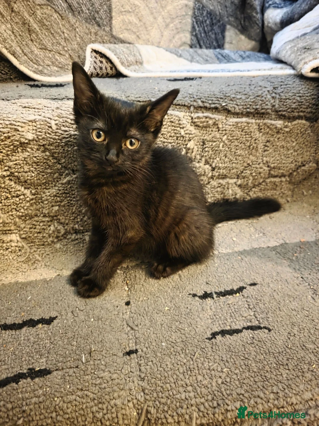 Mixed Breed cats for sale: Kittens looking for happy families  - Advert 1