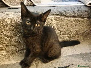Mixed Breed cats Kittens looking for happy families - Advert 1