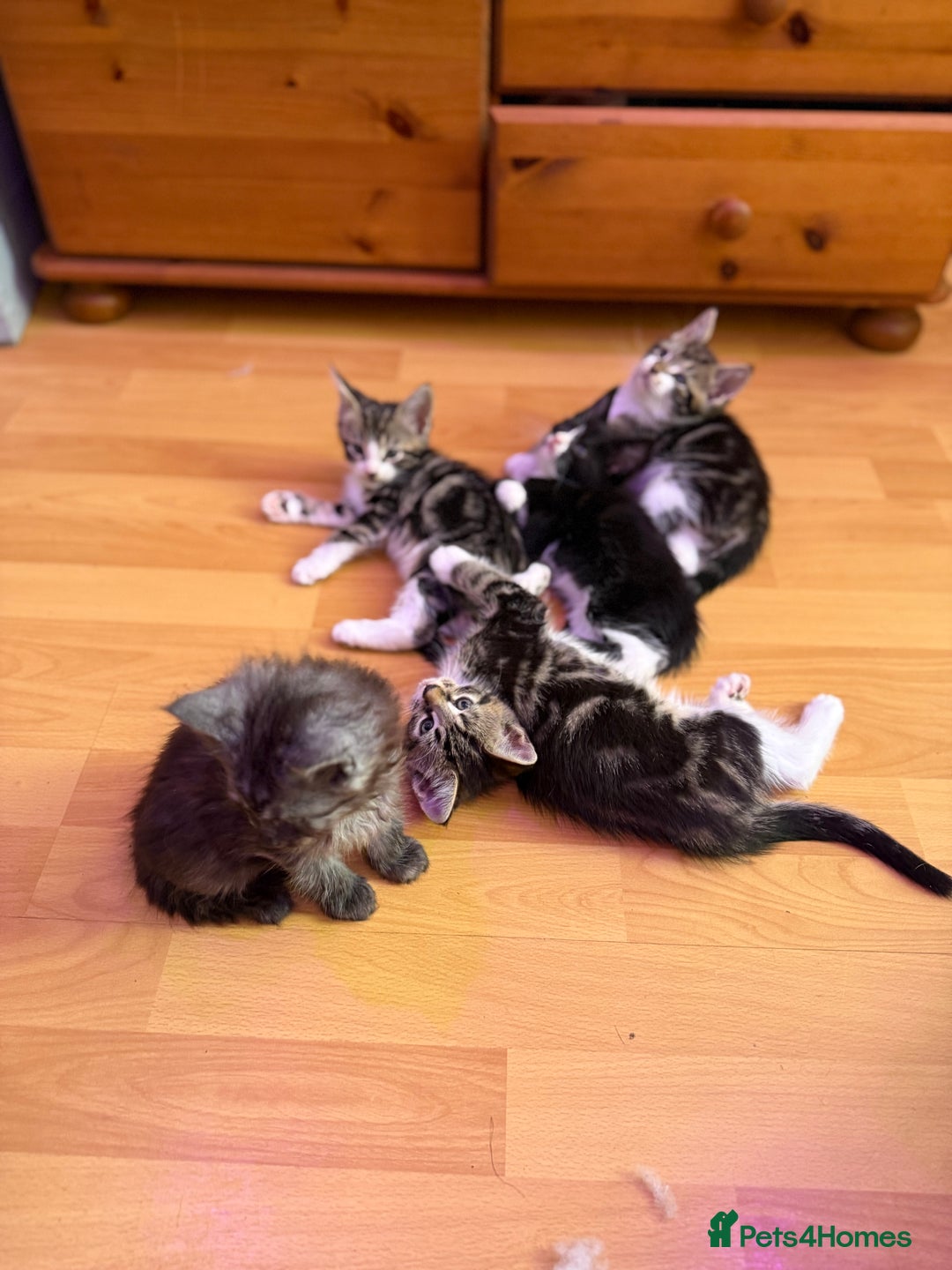 Maine Coon cats for sale: Russian Maine Coon Mixed  - Image 7