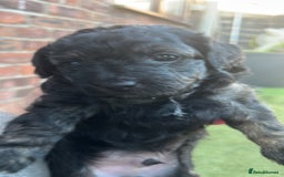 Yorkiepoo dogs for sale: Yorkiepoo cockapoo  - Image 8