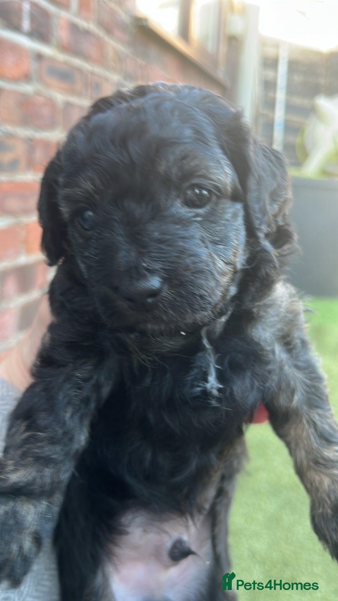 Yorkiepoo dogs for sale: Yorkiepoo cockapoo  - Image 8