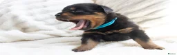 Rottweiler dogs for sale: Full KC Pedigree Rottweilers - Advert 3