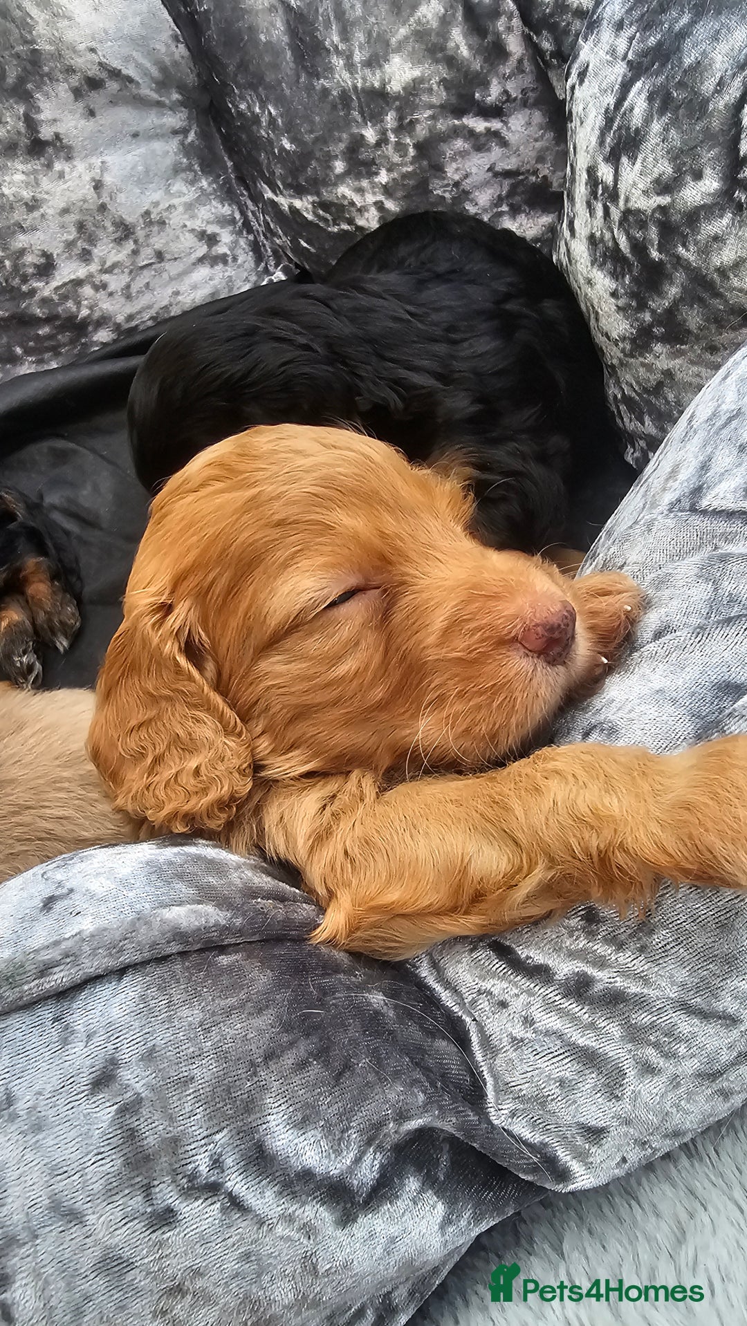 Cockapoo dogs for sale: The best cockapoos - Image 5