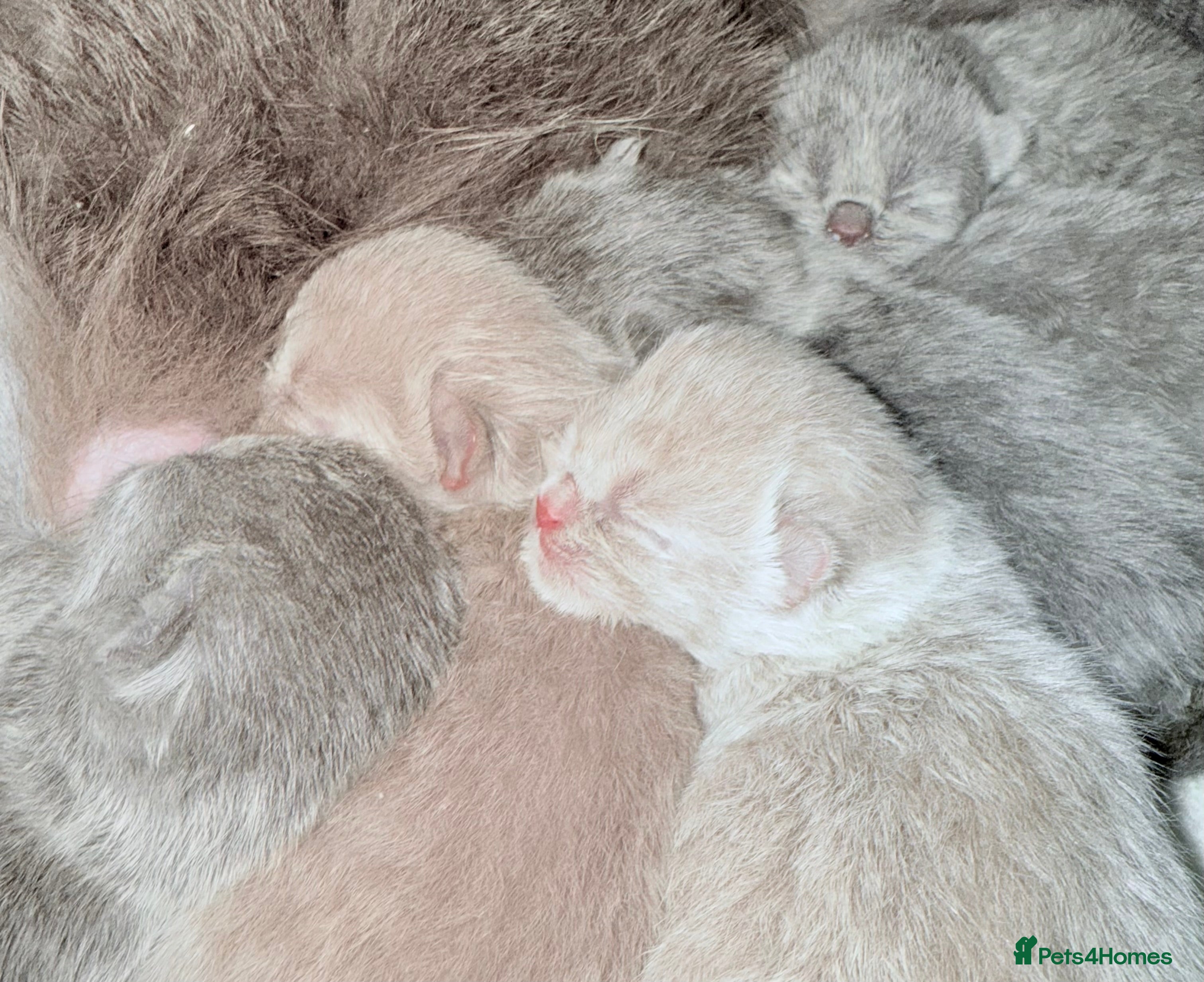 British Shorthair cats 100% Pure Pedigree Champion line Bsh Reg. Kitten - Advert 15