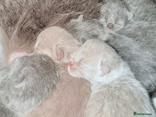 British Shorthair cats 100% Pure Pedigree Champion line Bsh Reg. Kitten - Advert 17