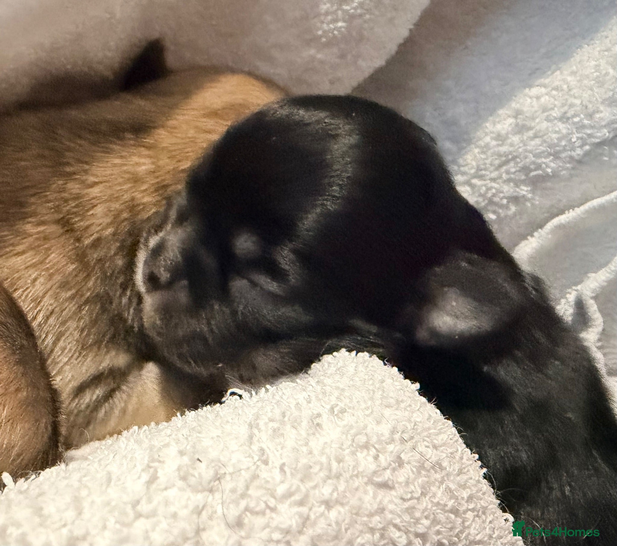 Mixed Breed dogs Malchi puppies - Advert 1