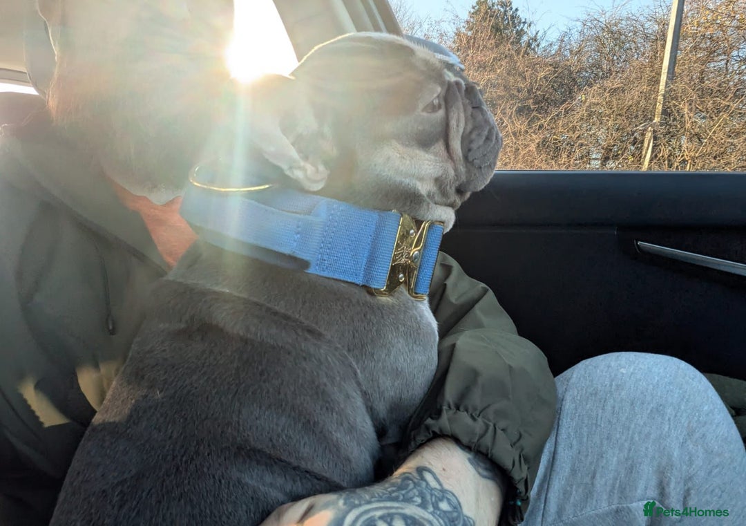 French Bulldog dogs for stud: Smallest proven micro stud in the uk - Advert 2