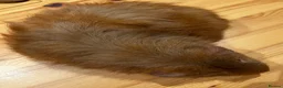 Guinea Pig rodents for sale: Lovely Teddy Rex ginger male guinea pig 5 months in Aylesbury - Advert 8
