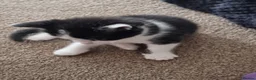 Domestic Shorthair cats for sale: Gorgeous tuxedo and mixed litter - Advert 5
