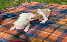 Beagle dogs for sale: Beautiful beagle puppies  - Image 3