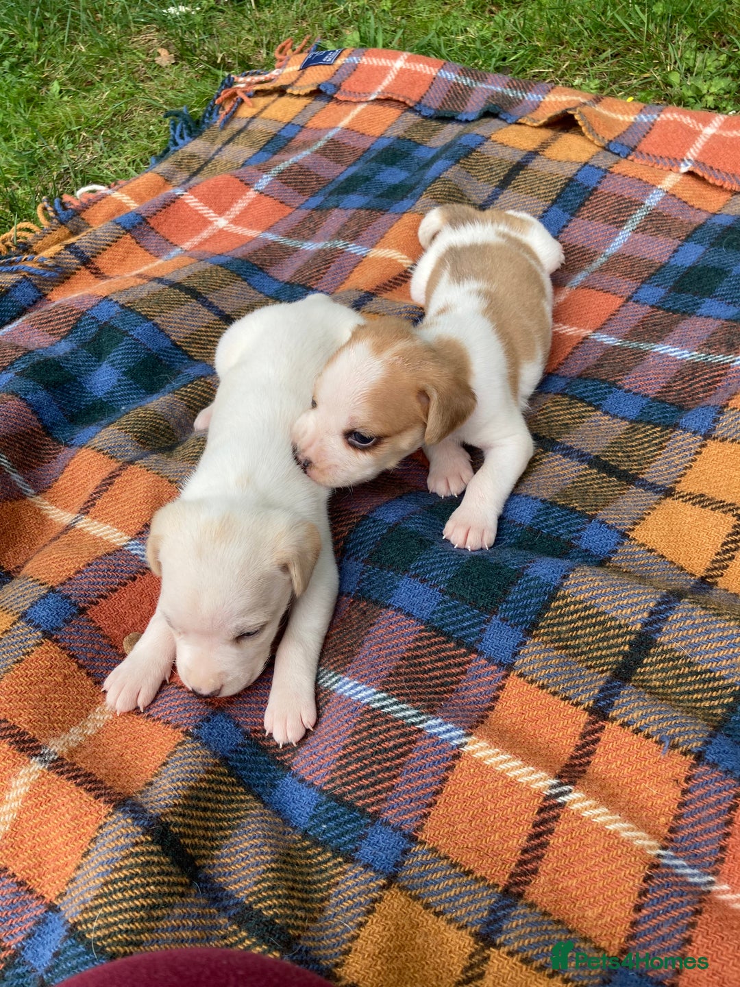 Beagle dogs for sale: Beautiful beagle puppies  - Image 3