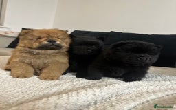 Chow Chow dogs for sale: 🐾 Chow Chow Puppies 2 Black 1 Red🐾 - Image 8