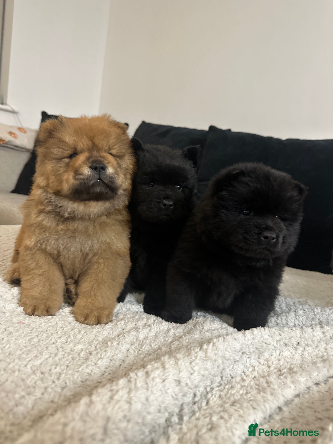 Chow Chow dogs for sale: 🐾 Chow Chow Puppies 2 Black 1 Red🐾 - Image 8