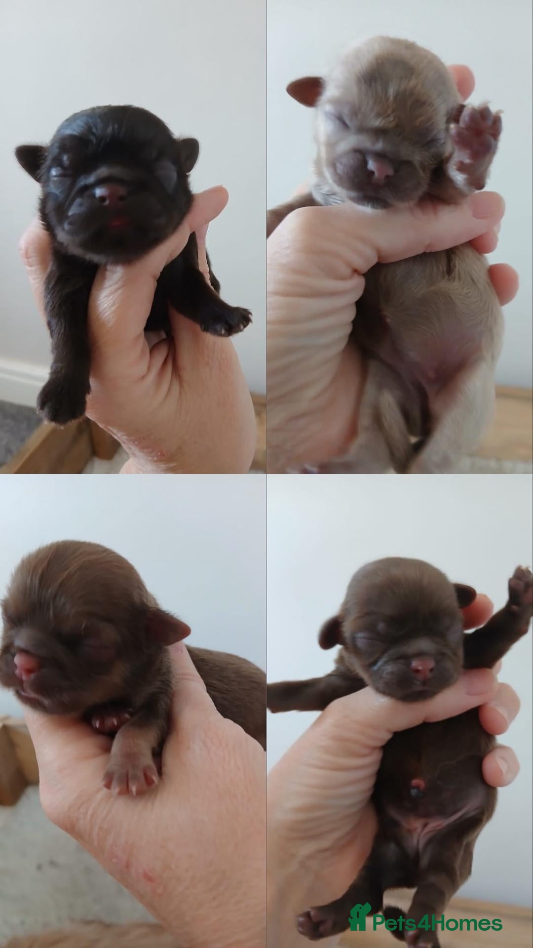 Shih Tzu dogs 🍫KC REG CHOC & LILAC BABIES🍫 - Advert 18