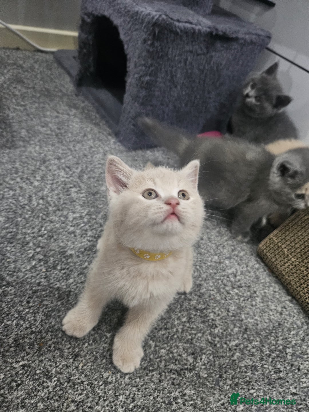 British Shorthair cats for sale: Pretty British shorthair  - Image 26