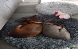 Miniature Pinscher dogs for sale: KC Reg Miniature Pinschers - Image 9
