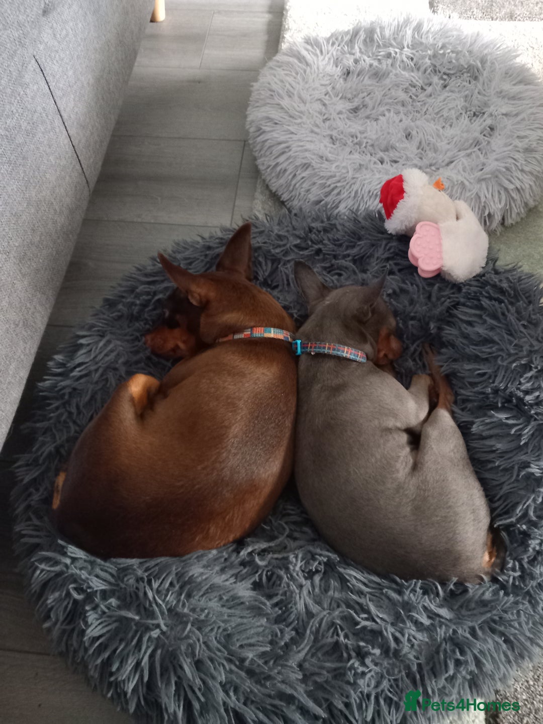 Miniature Pinscher dogs for sale: KC Reg Miniature Pinschers - Image 9