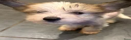 Chinese Crested dogs for sale: Hairless Chinese Cresteds  - Advert 12