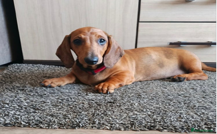 Dachshund dogs in Coventry - Advert 1