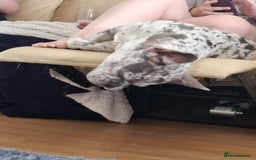 French Bulldog dogs for stud: Rolo Boy ready for the ladies 😍 - Image 13