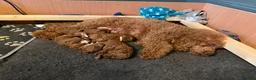 Miniature Poodle dogs for sale: Red moyen (medium) poodle puppy - Advert 3
