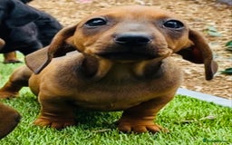 Miniature Dachshund dogs for sale: Two stunning brothers  - Image 5