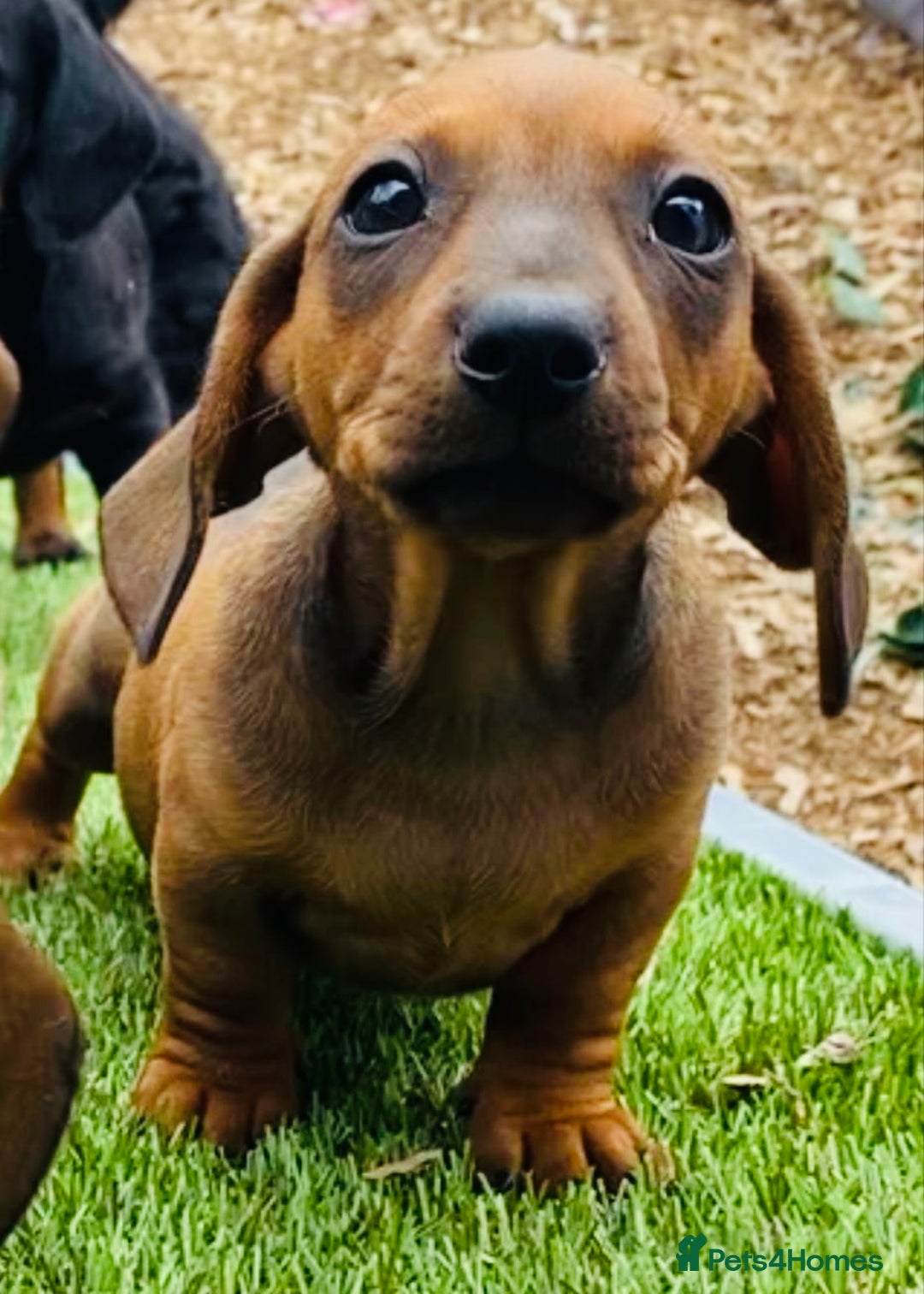 Miniature Dachshund dogs for sale: Two stunning brothers  - Image 5